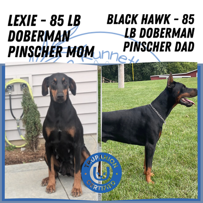 DOBERMAN PINSCHER (OCT 17) FEMALES