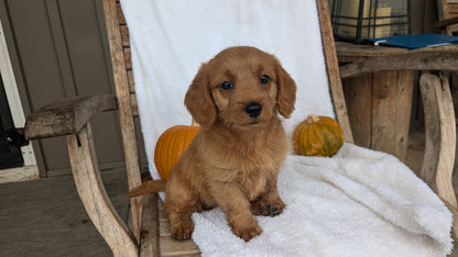 MINI GOLDENDOODLE (07/30) FEMALE