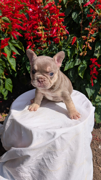 FRENCH BULLDOG (06/27) FEMALE