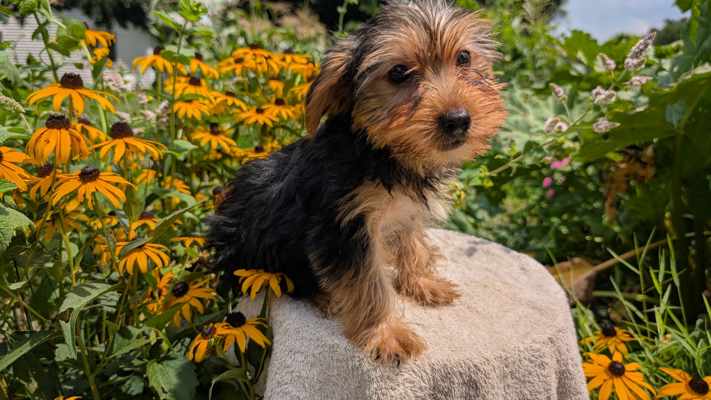 YORKSHIRE TERRIER (05/23) MALE