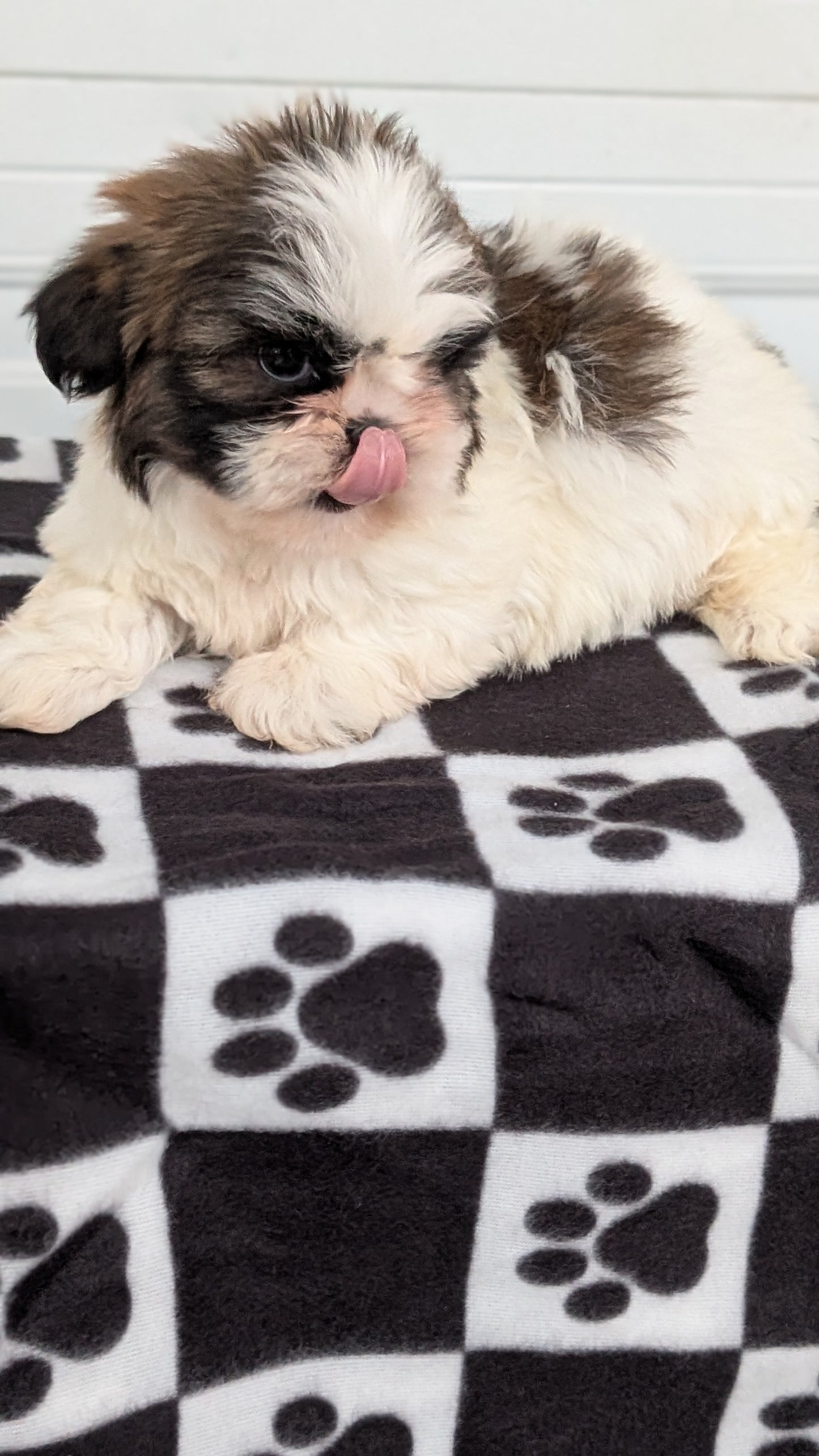 SHIH TZU (NOV 15) FEMALES