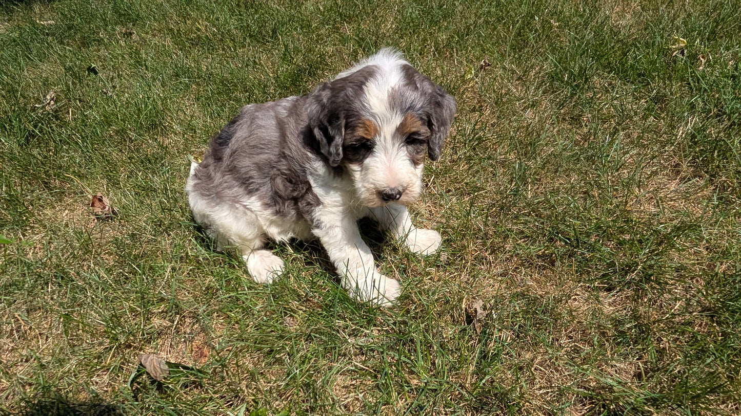 MINI BERNEDOODLE (06/11) MALE