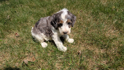 MINI BERNEDOODLE (06/11) MALE