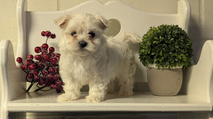 MALTESE (NOV 15) FEMALES