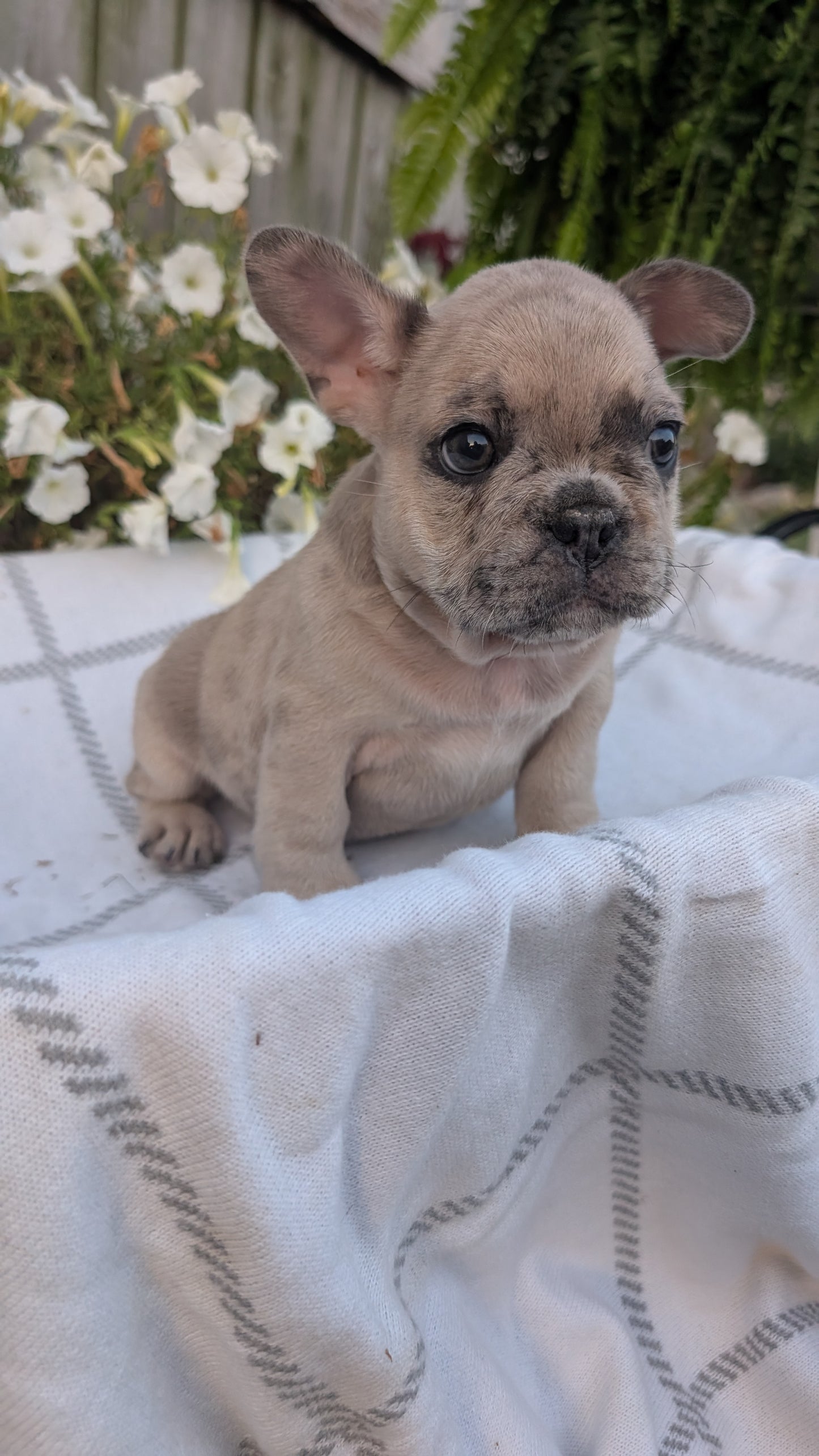 FRENCH BULLDOG (07/15) MALE