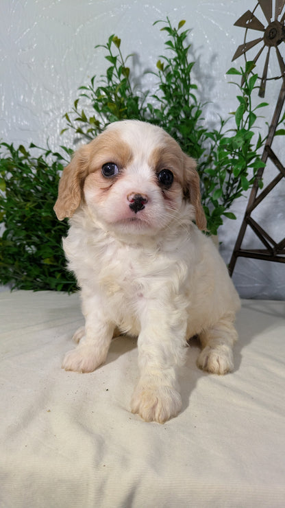CAVAPOO (02/17) FEMALE
