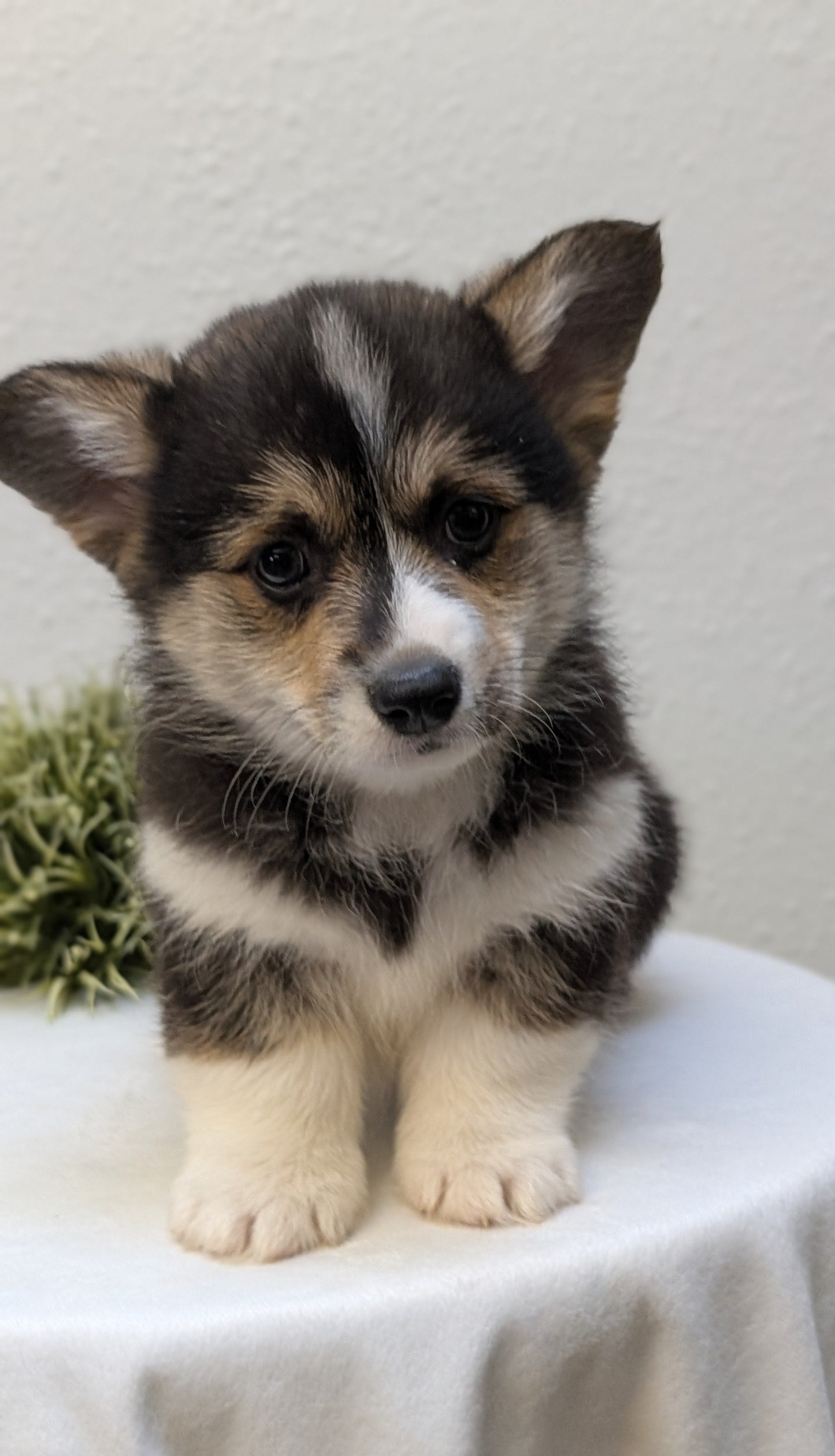 CORGI (JAN 05) MALES