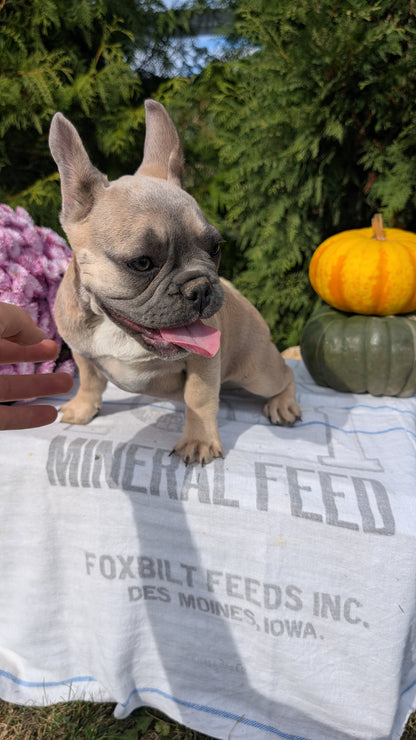 FRENCH BULLDOG (07/03) FEMALE