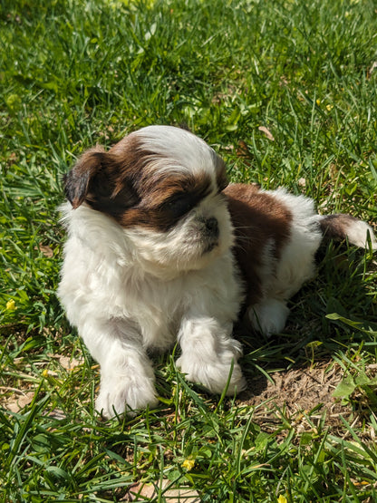 SHIH TZU (03/17) FEMALE