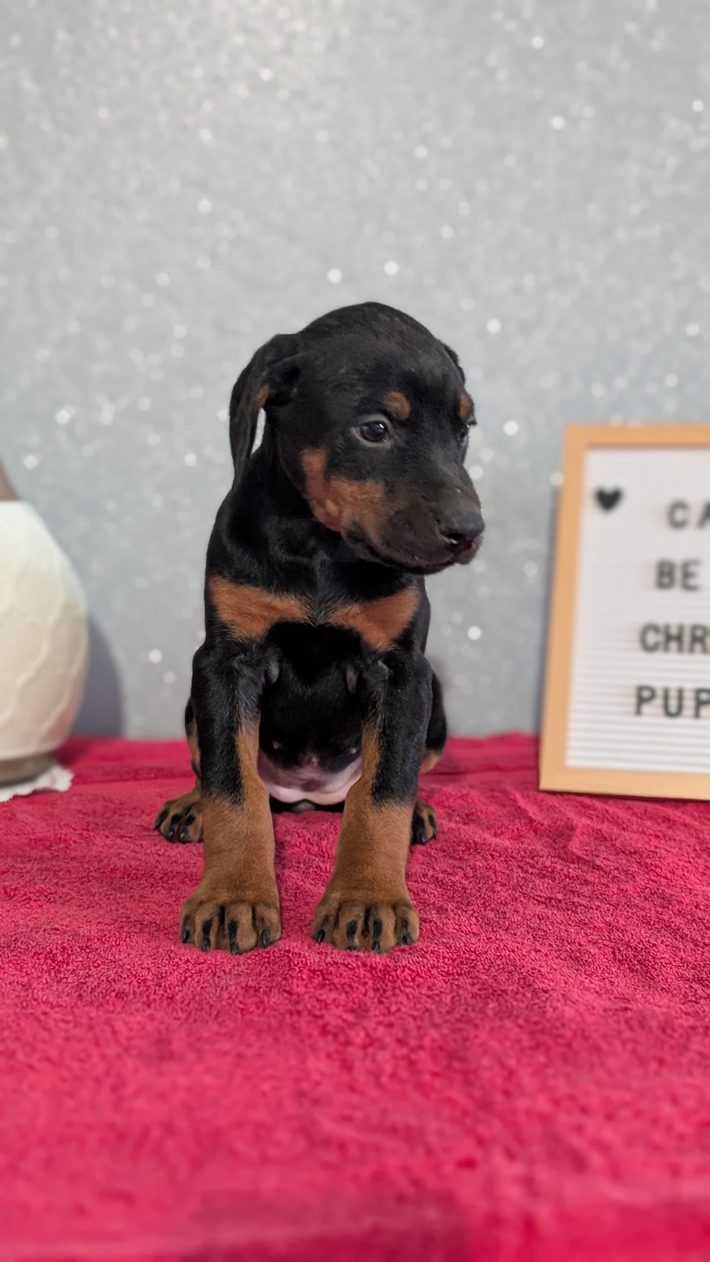 DOBERMAN PINSCHER (OCT 17) FEMALES