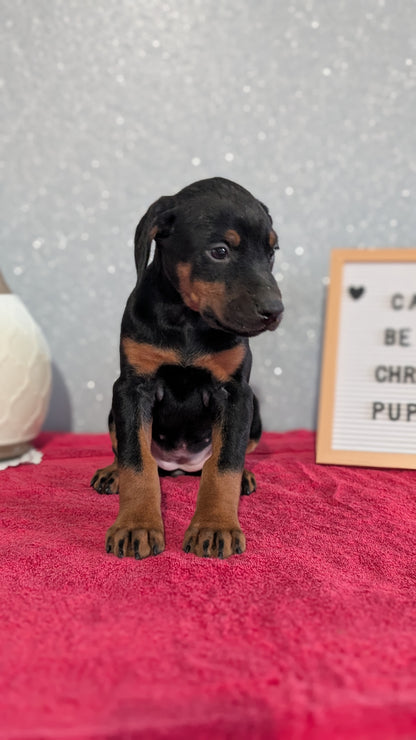 DOBERMAN PINSCHER (OCT 17) FEMALES