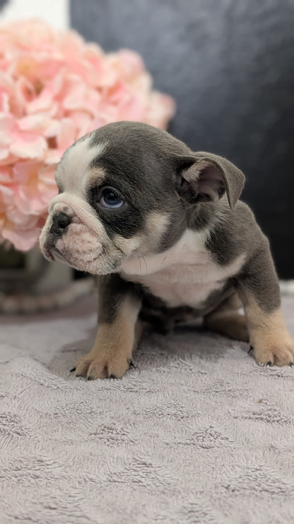 ENGLISH BULLDOG (FEB 09) FEMALES