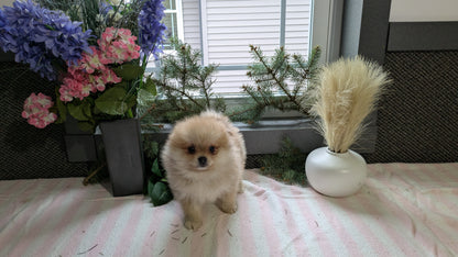 POMERANIAN (11/01) FEMALE