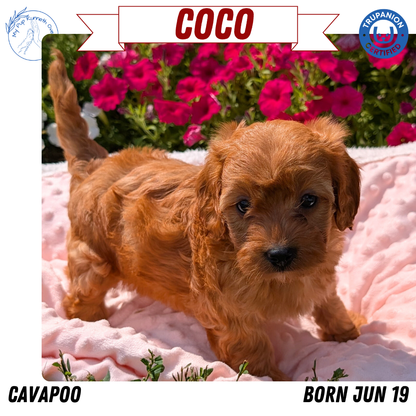 CAVAPOO (06/19) FEMALE
