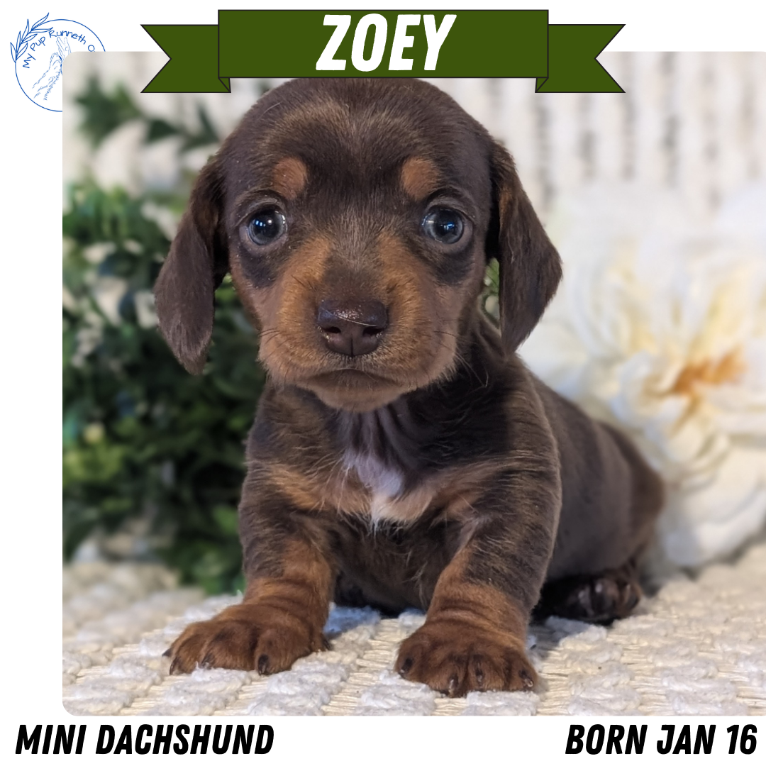 MINI DACHSHUND (JAN 16) FEMALES