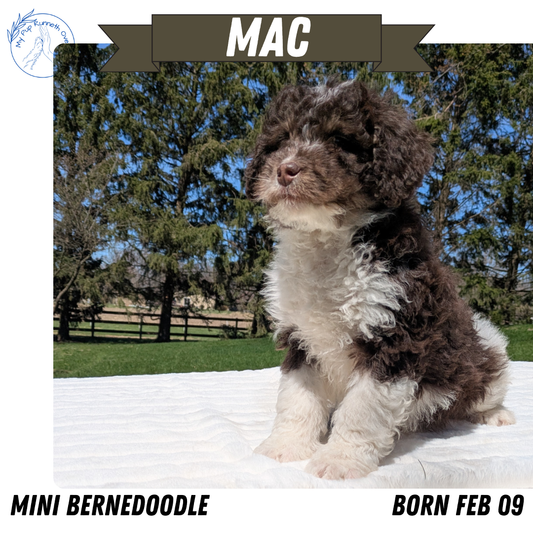 MINI BERNEDOODLE (02/09) MALE