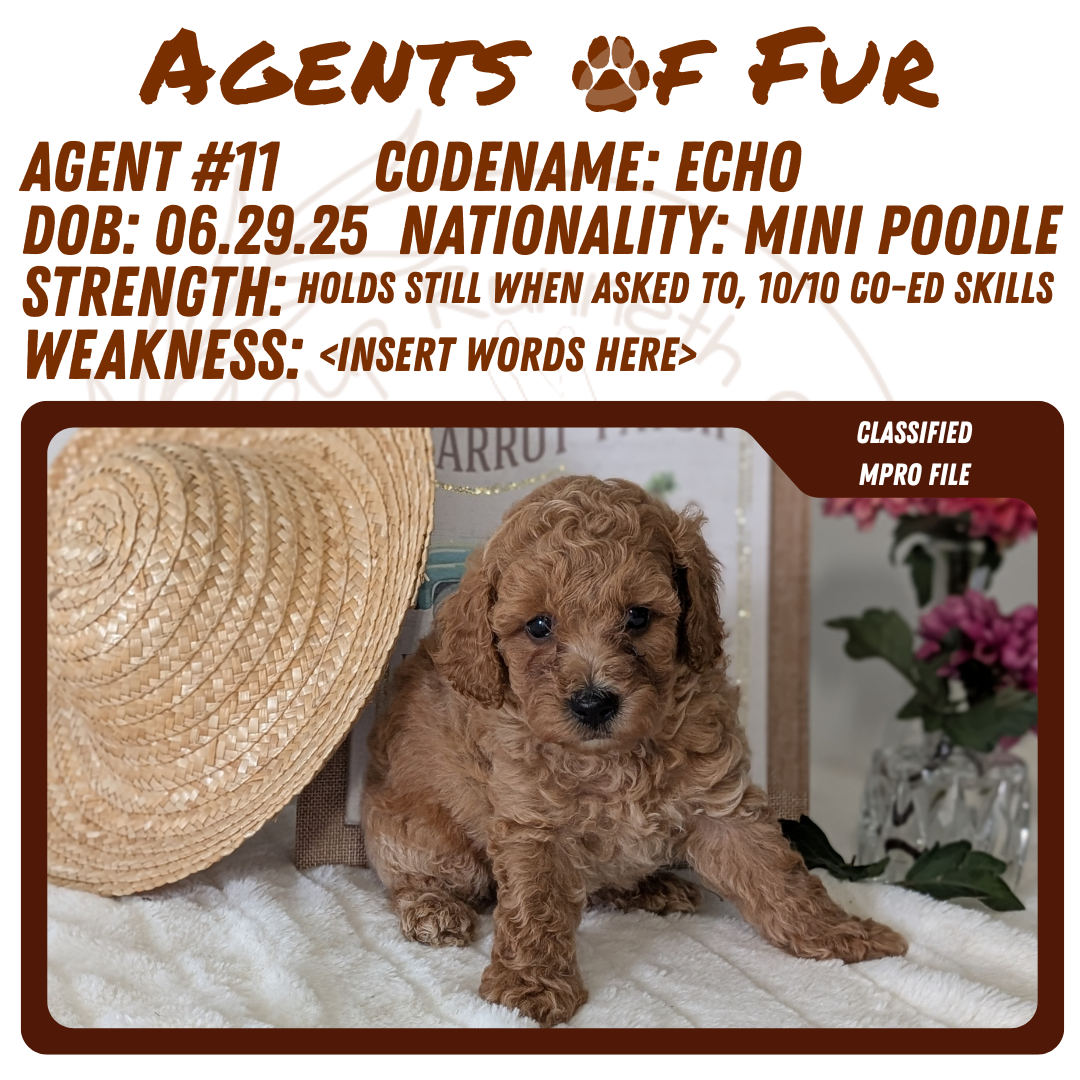 MINI POODLE (06/29) MALE