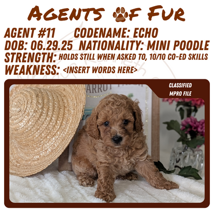 MINI POODLE (06/29) MALE