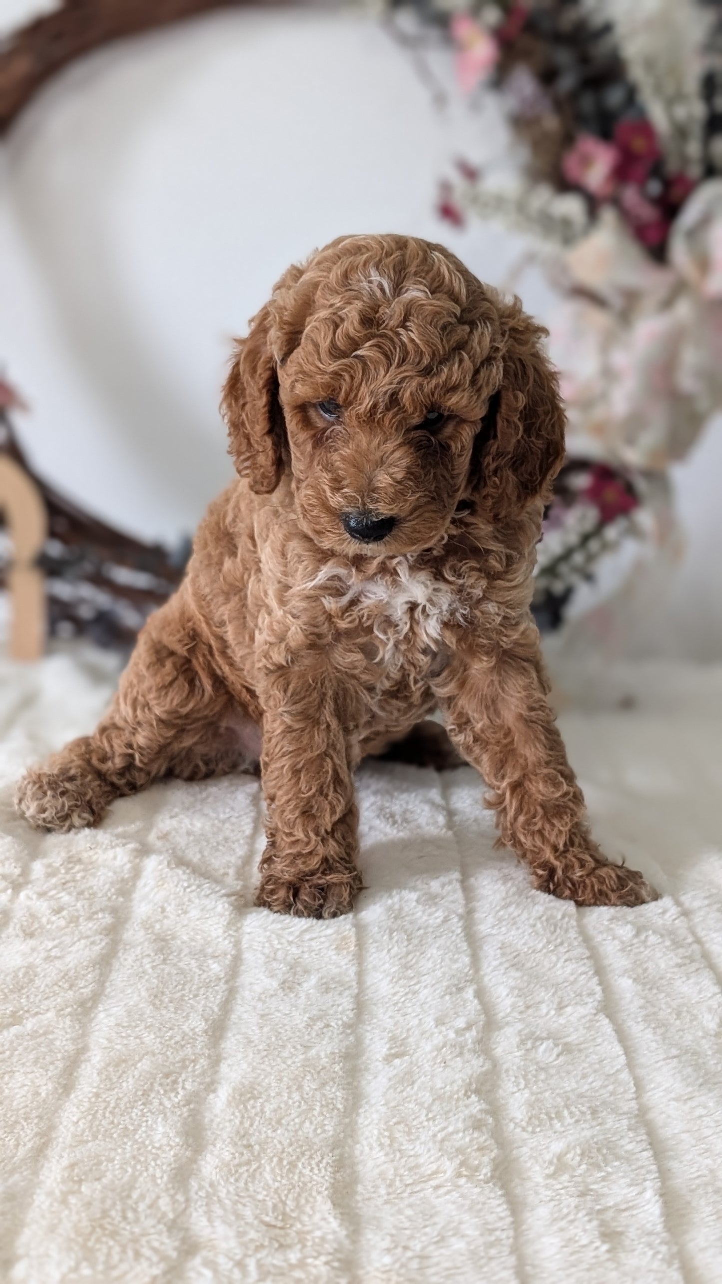 MINI POODLE (JUN 01) MALES