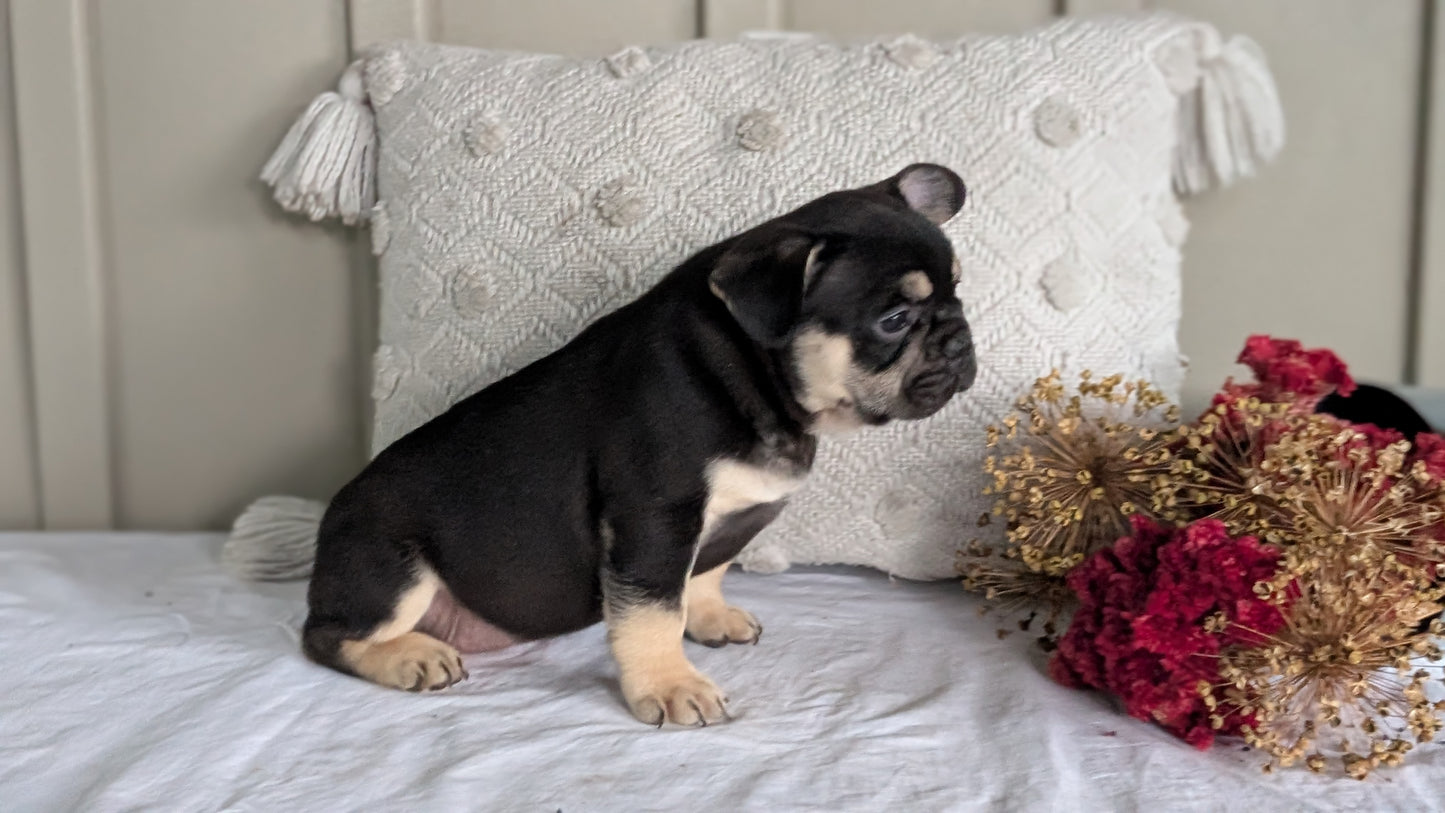 FRENCH BULLDOG (MAY 27) MALES