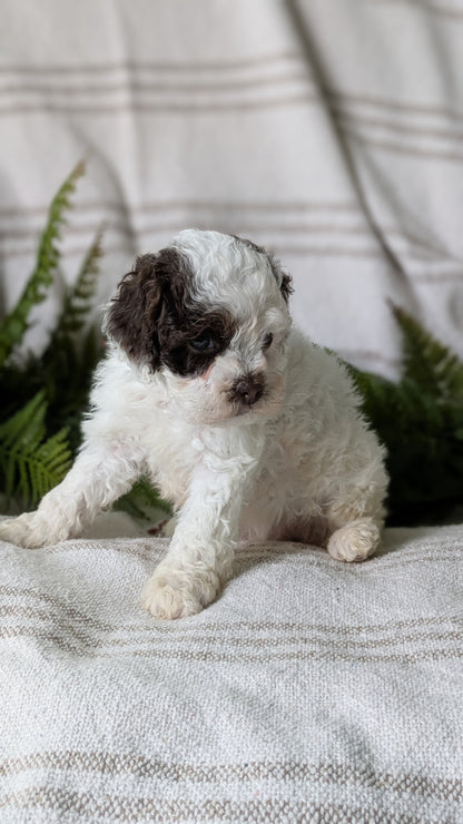 COCKAPOO (03/03) FEMALE