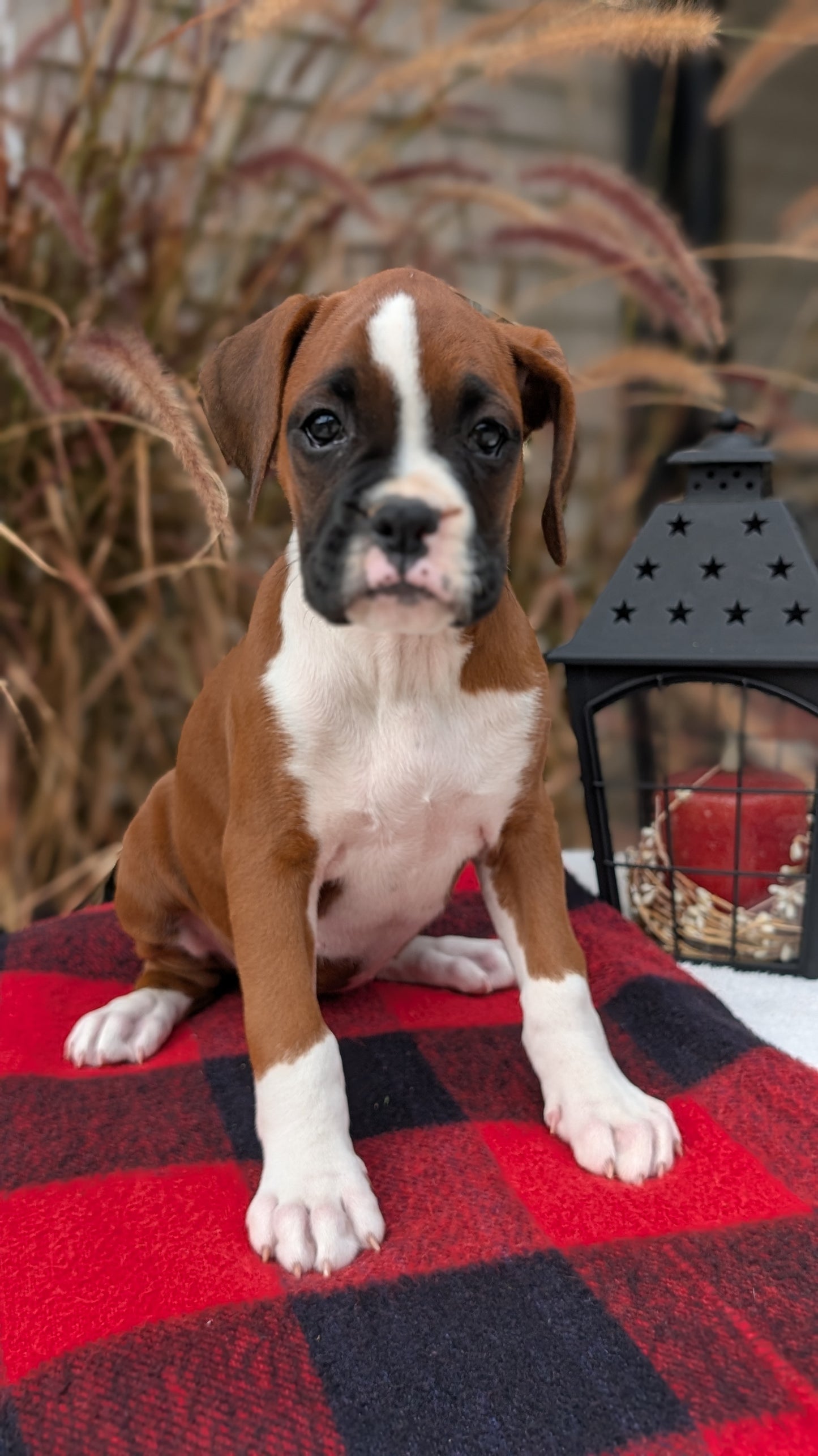 BOXER (08/20) FEMALE
