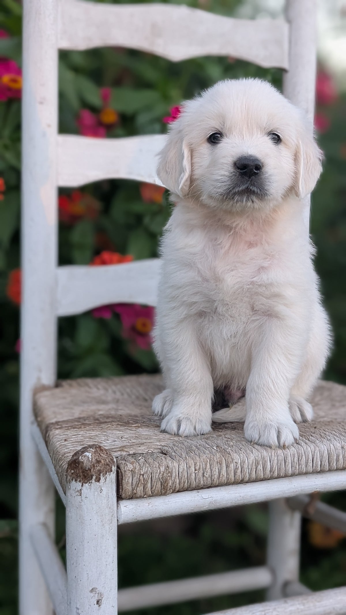 ENGLISH CREAM RETRIEVER (AUG 19) 3 MALES/4 FEMALES