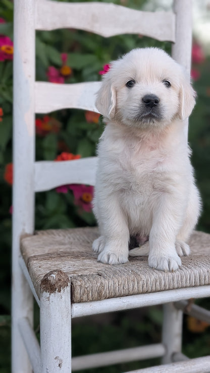 ENGLISH CREAM RETRIEVER (AUG 19) 3 MALES/4 FEMALES