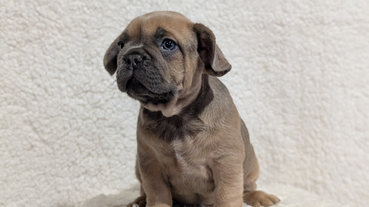 FRENCH BULLDOG (JUN 29) MALES