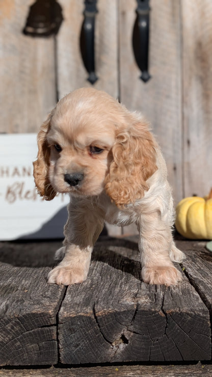 COCKER SPANIEL (09/19) MALE