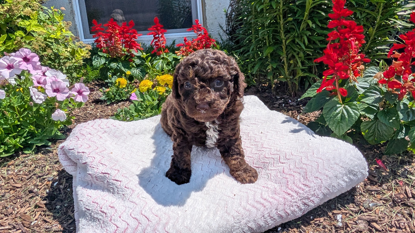 TOY POODLE (06/30) MALE