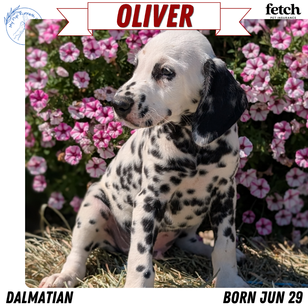 DALMATIAN (JUN 29) MALES