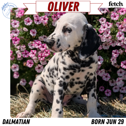 DALMATIAN (JUN 29) MALES