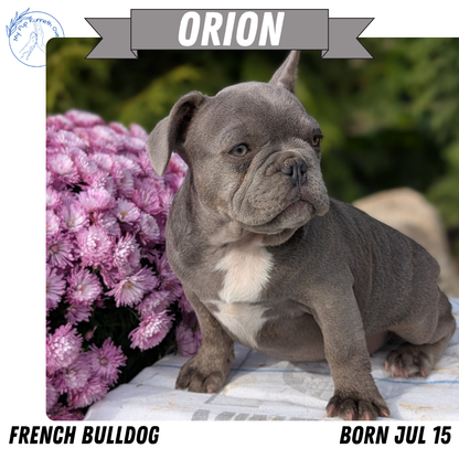 FRENCH BULLDOG (07/15) MALE