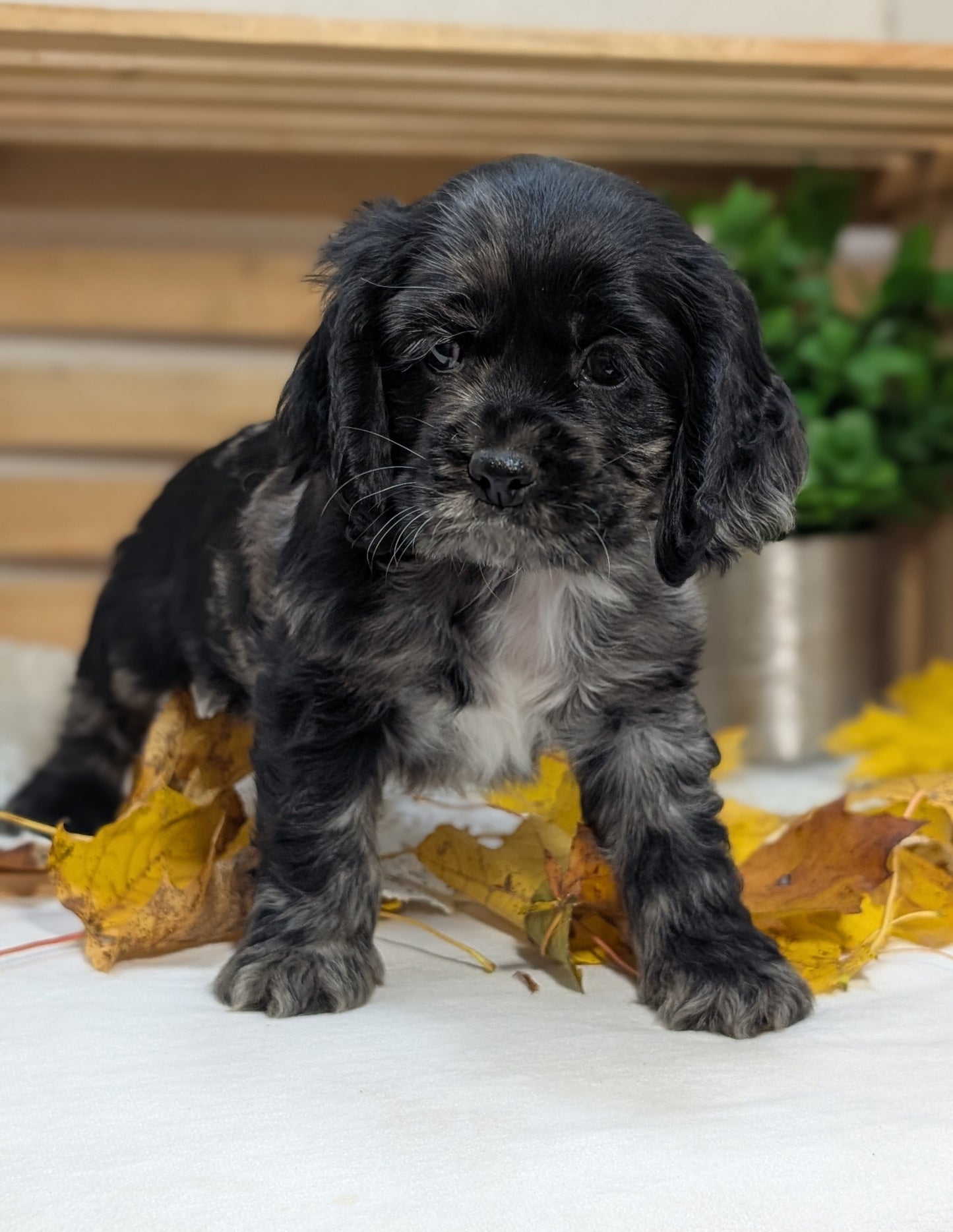 COCKER SPANIEL (09/20) MALE