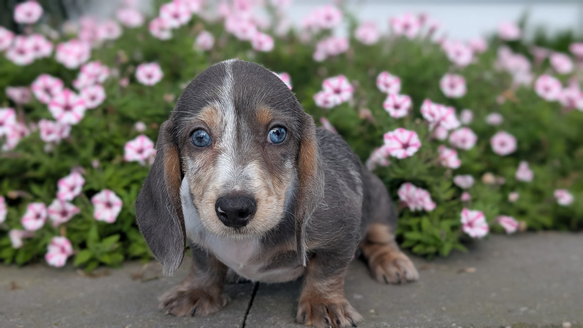 MINI DACHSHUND (JUN 04) FEMALES