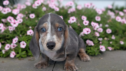 MINI DACHSHUND (JUN 04) FEMALES