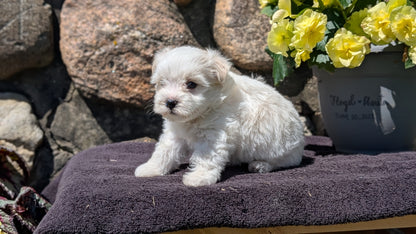 HAVANESE (MAY 14) MALES