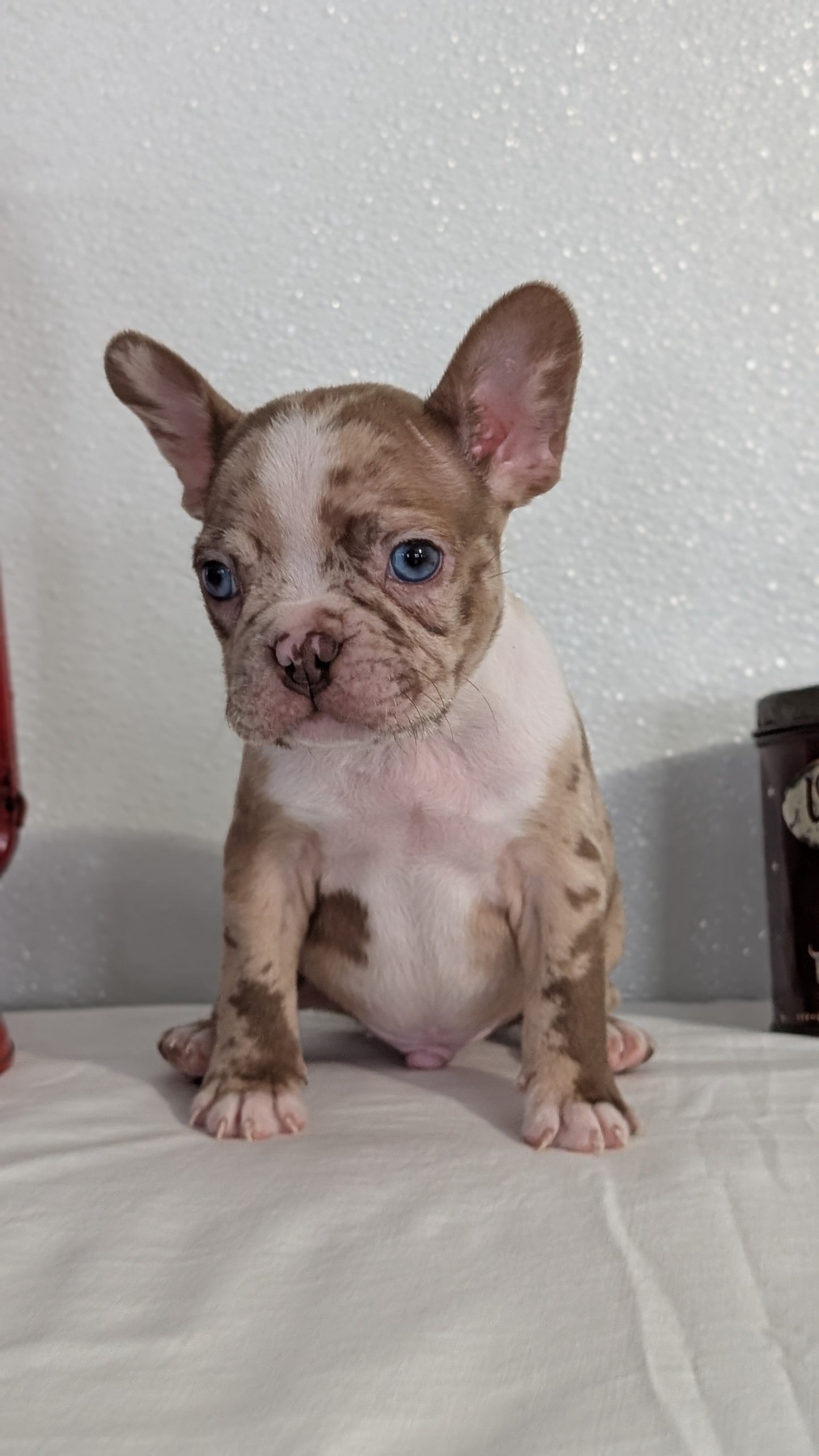 FRENCHTON (NOV 15) MALES
