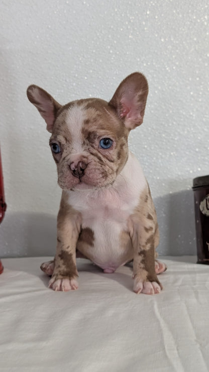 FRENCHTON (NOV 15) MALES