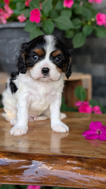 CAVALIER (JUL 18) 3 FEMALES/2 MALES