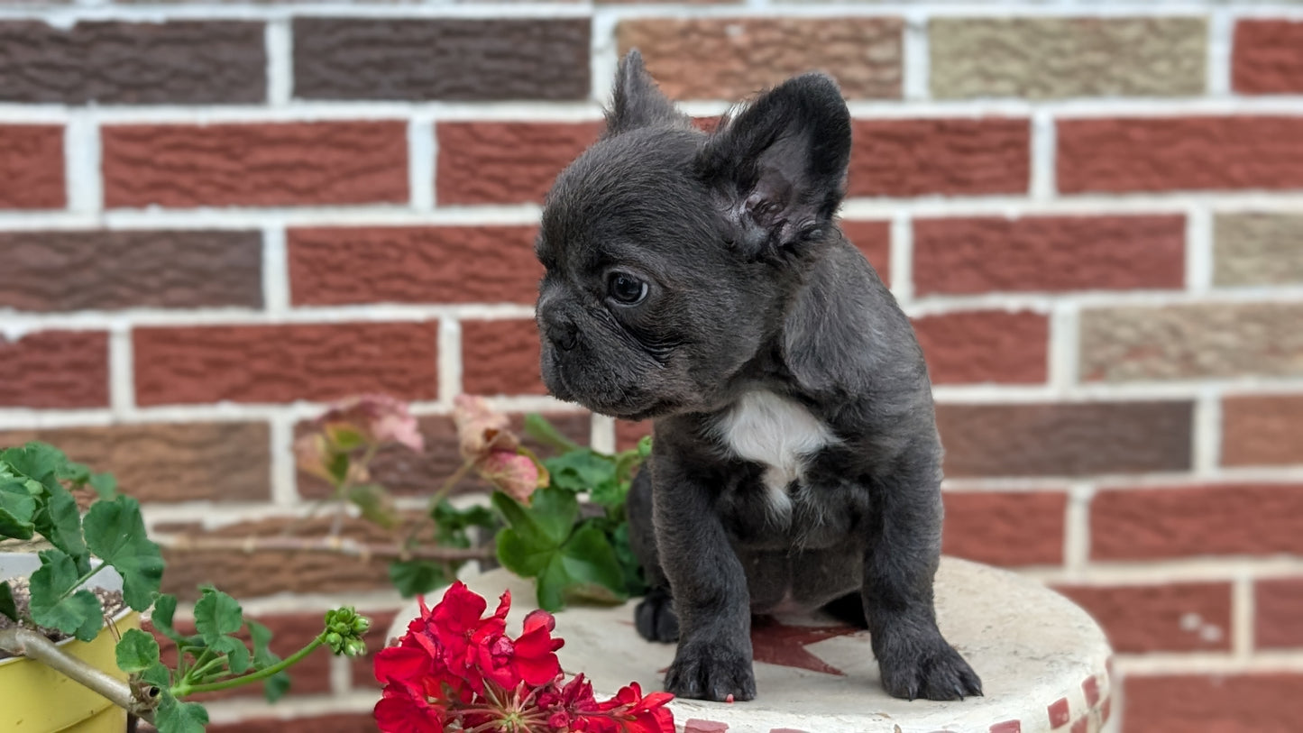 FRENCH BULLDOG (MAR 09) FEMALES