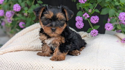 YORKSHIRE TERRIER (JUN 05) MALE