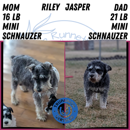 MINI SCHNAUZER (JAN 10) MALES
