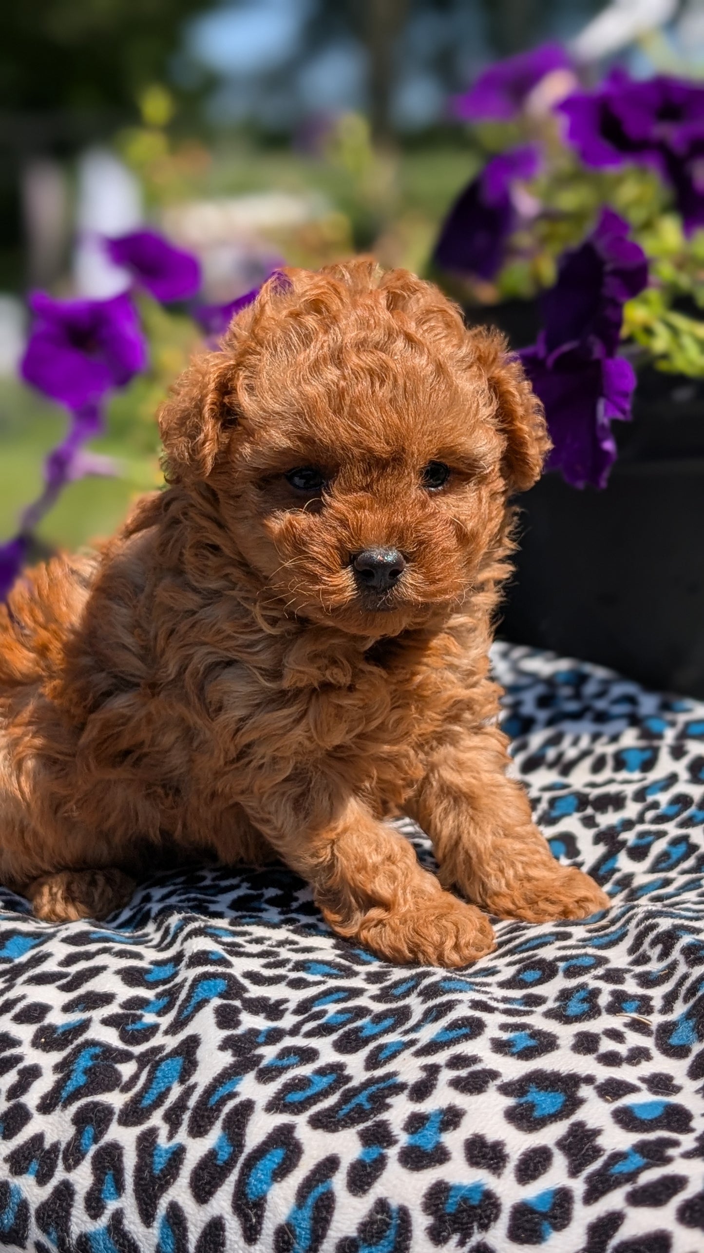 TOY POODLE (JUN 25) MALES