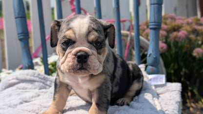 ENGLISH BULLDOG (JUN 29) 1 FEMALE/1 MALE