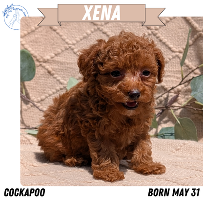 COCKAPOO (05/31) FEMALE