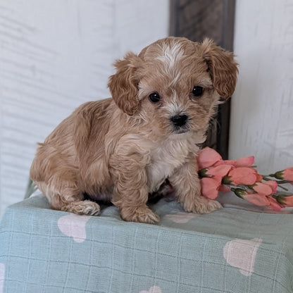 COCKAPOO (FEB 04) MALES
