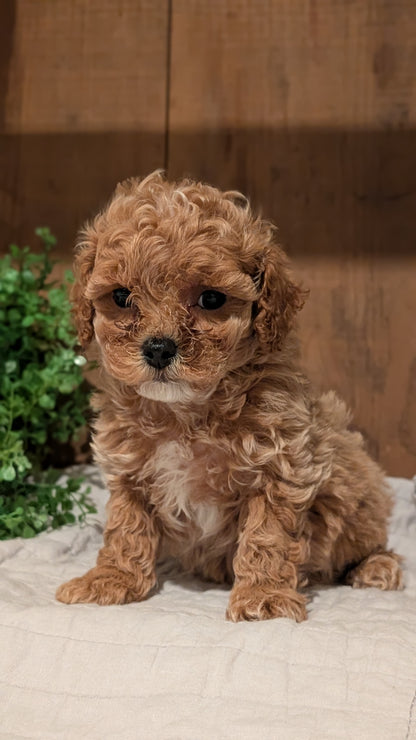 COCKAPOO (AUG 17) 3 FEMALES/1 MALE