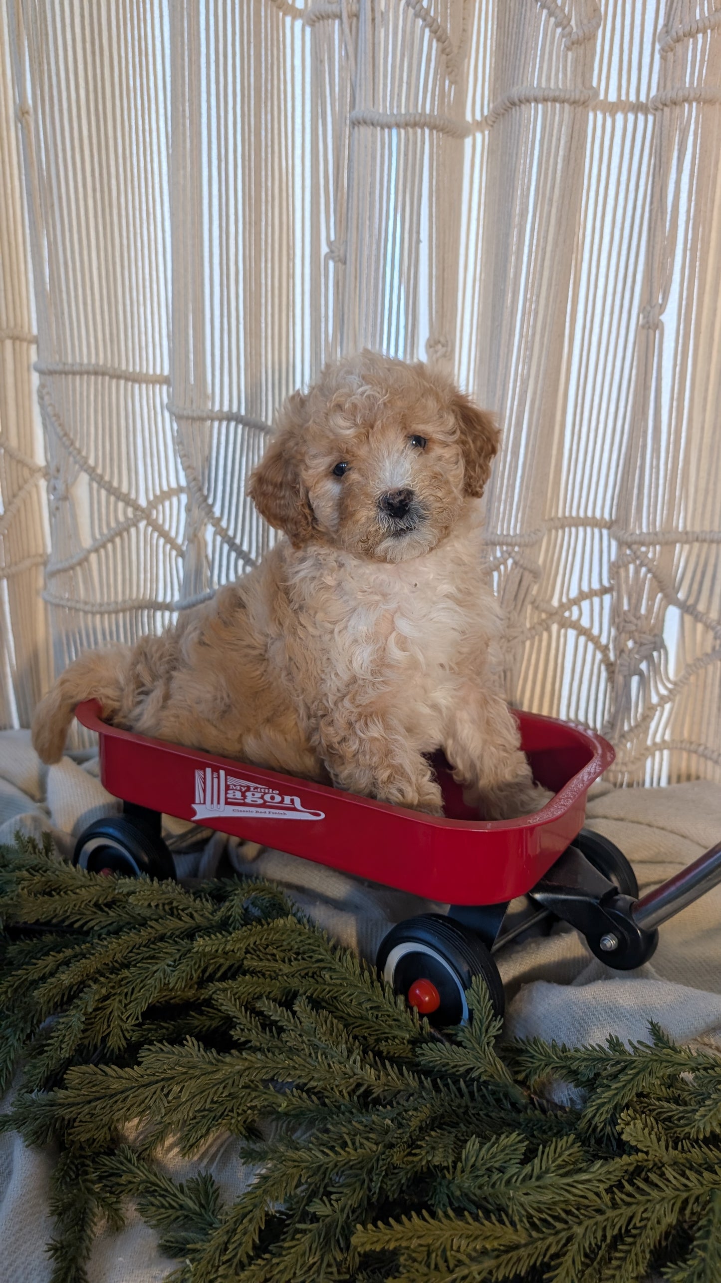 CAVAPOO (NOV 17) FEMALES